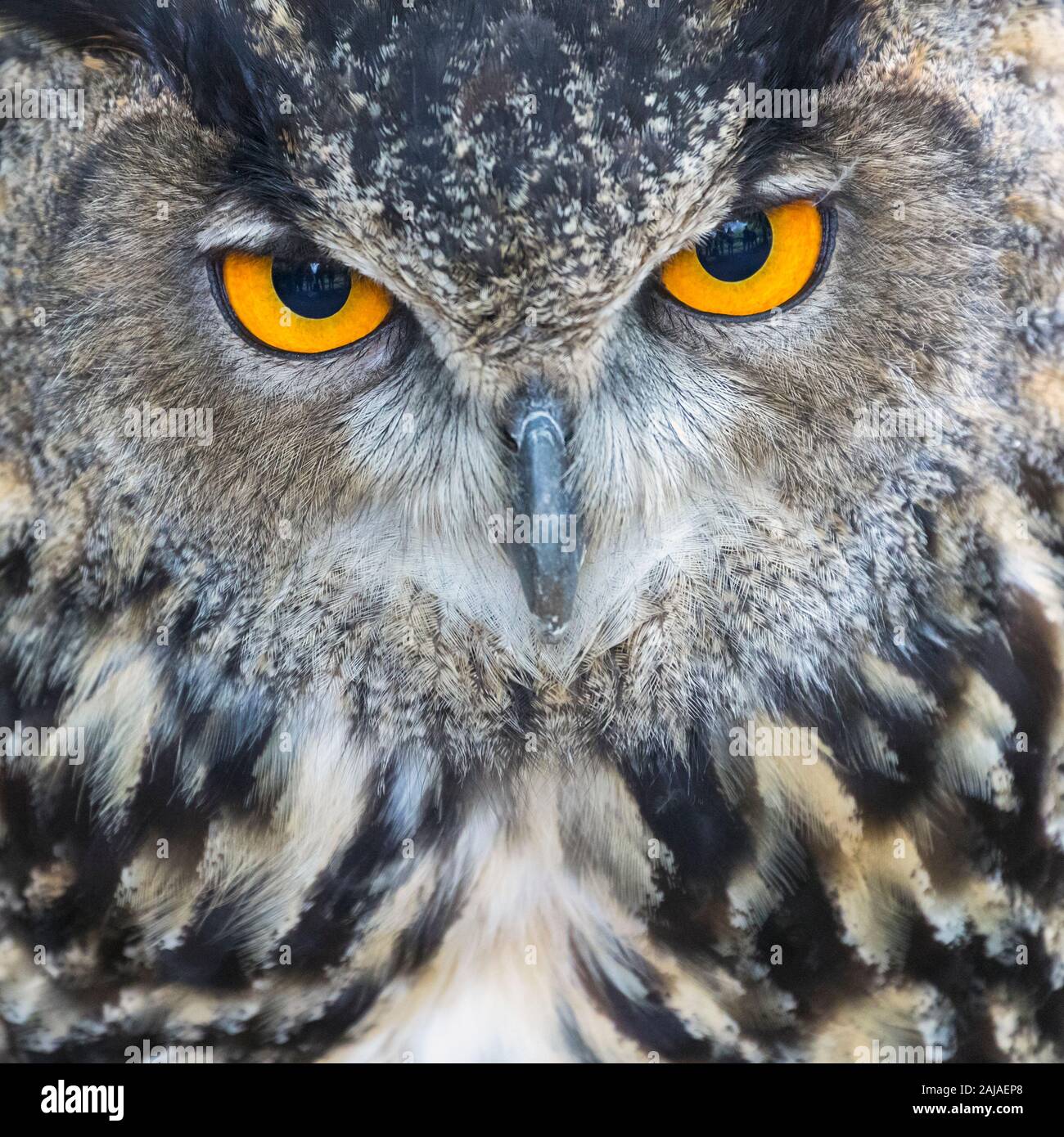 Chouette eurasienne, ou grand-duc. Bubo bubo. C'est un captif et apprivoiser l'exemple et entraînés à voler dans un spectacle d'oiseaux de proie en Monasterio de Piedr Banque D'Images