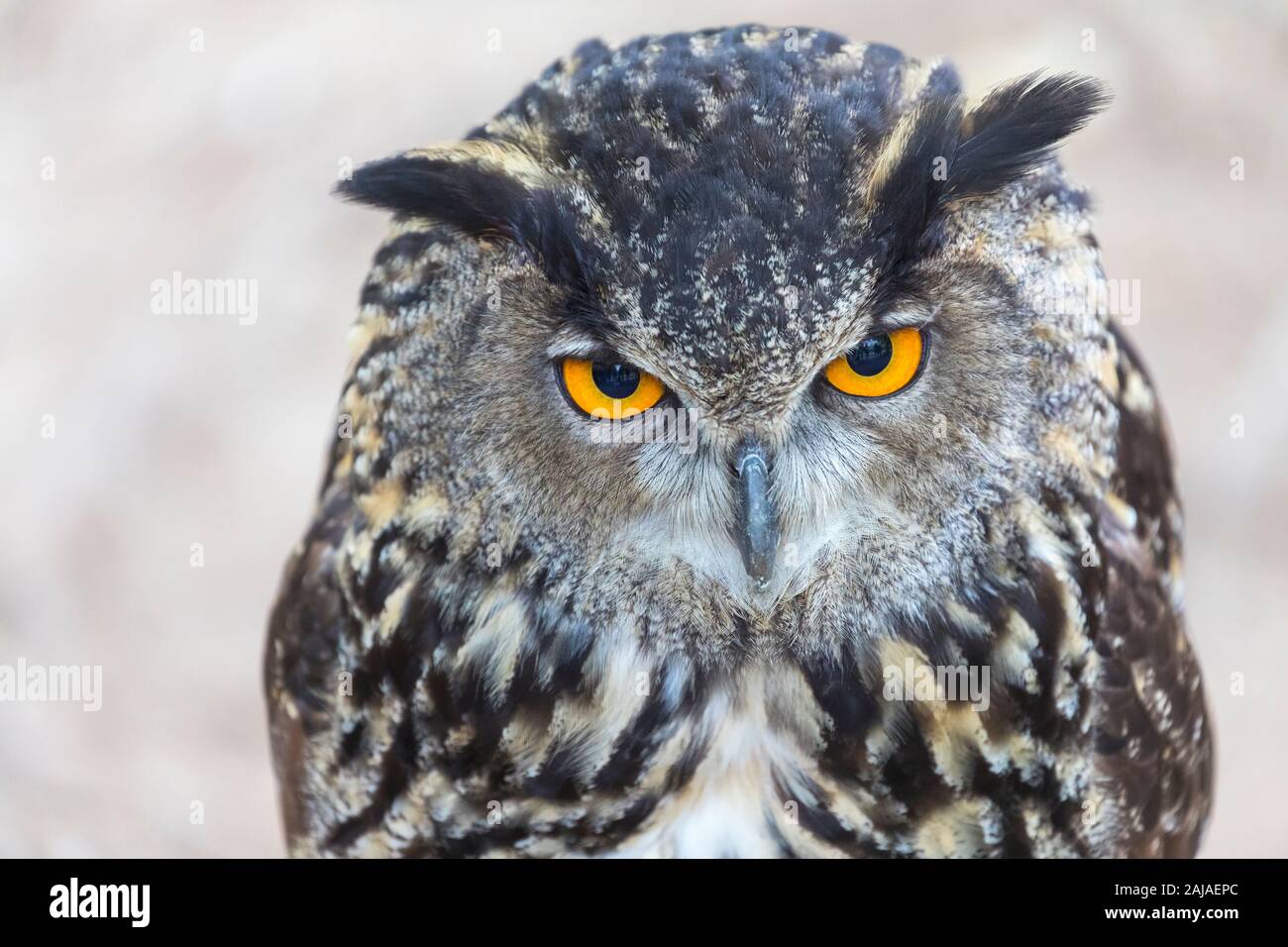 Chouette eurasienne, ou grand-duc. Bubo bubo. C'est un captif et apprivoiser l'exemple et entraînés à voler dans un spectacle d'oiseaux de proie en Monasterio de Piedr Banque D'Images