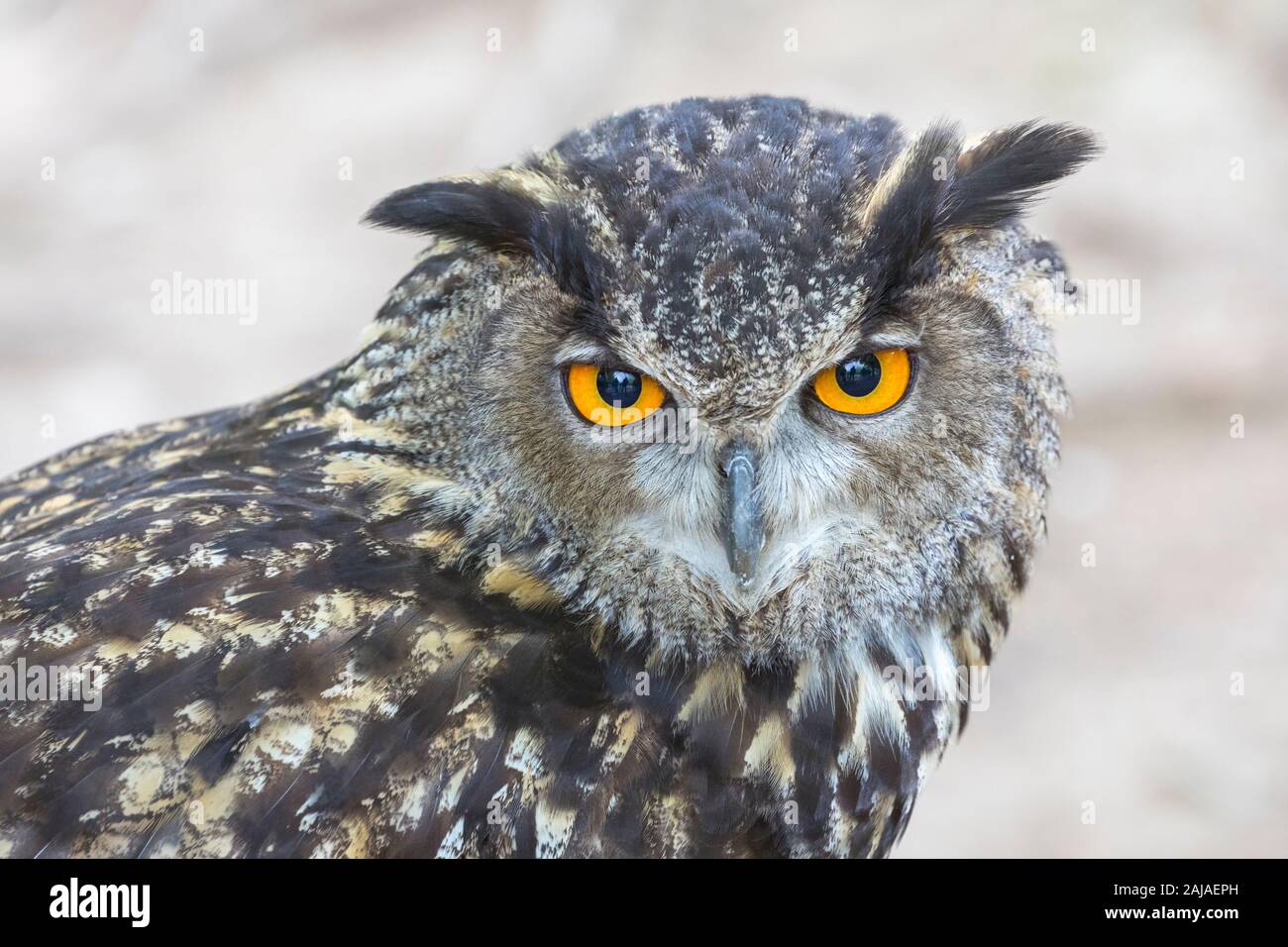 Chouette eurasienne, ou grand-duc. Bubo bubo. C'est un captif et apprivoiser l'exemple et entraînés à voler dans un spectacle d'oiseaux de proie en Monasterio de Piedr Banque D'Images
