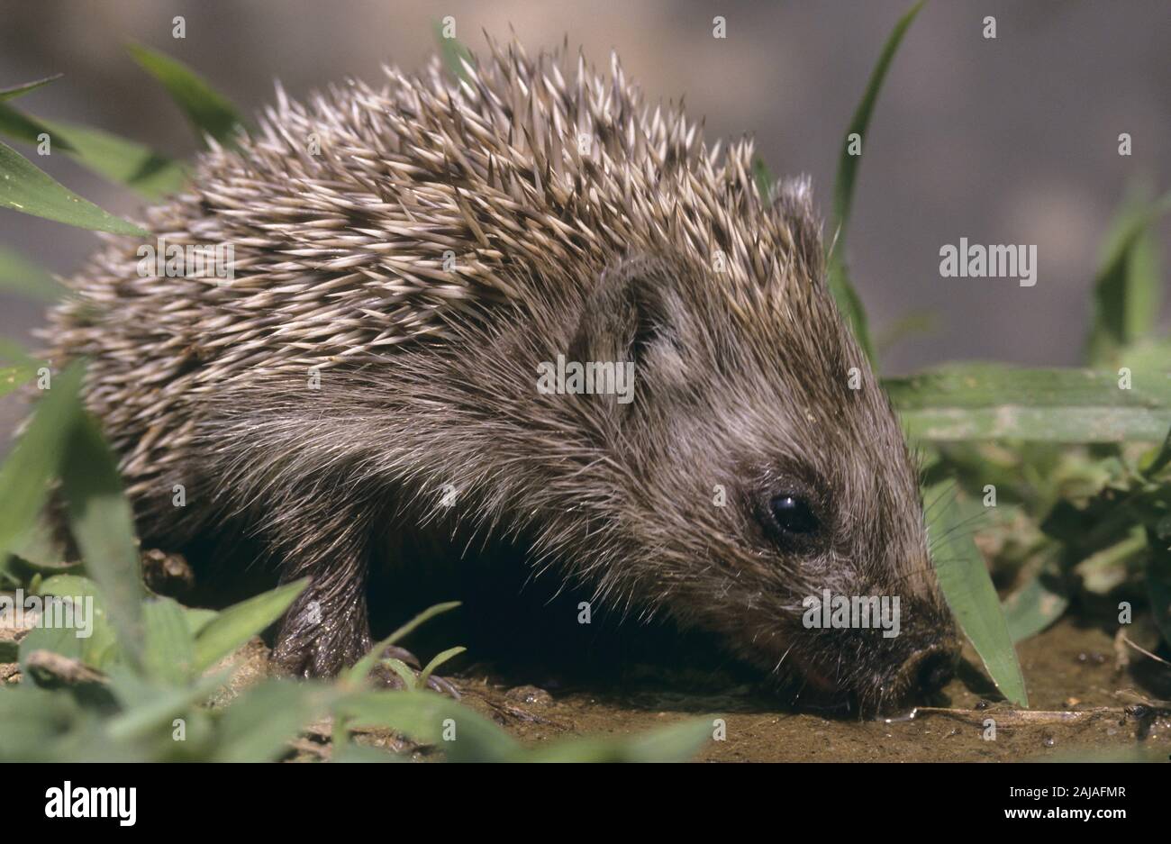 Nördlicher Weißbrustigel Nord-Weißbrustigel Weissbrustigel,,,-Weißbrust Weissbrust-Igel Osteuropäischer, Igel, Ostigel Ost-Igel Igel,,, Erinaceus roum Banque D'Images