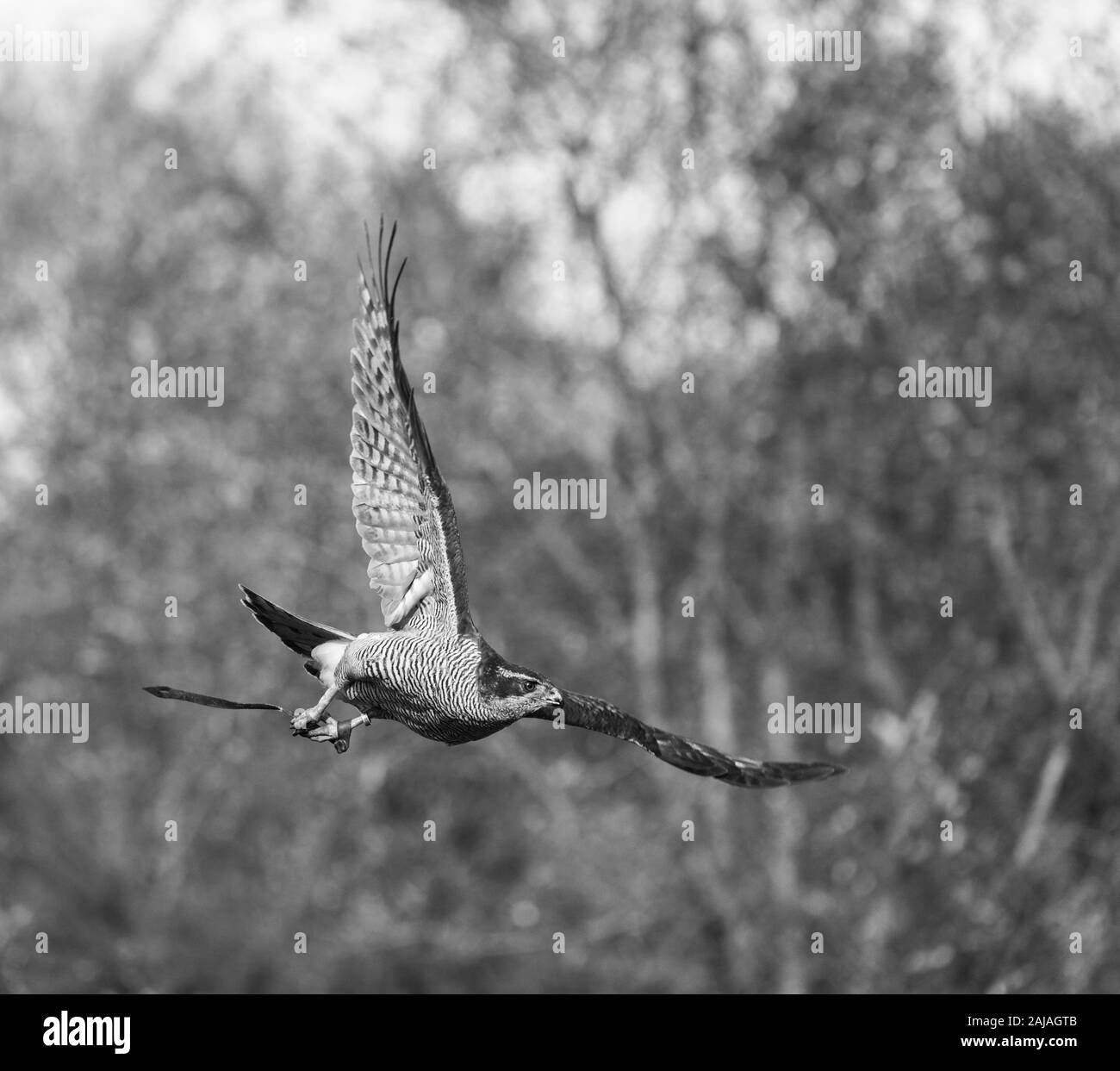 L'Autour des palombes (Accipiter gentilis) Banque D'Images
