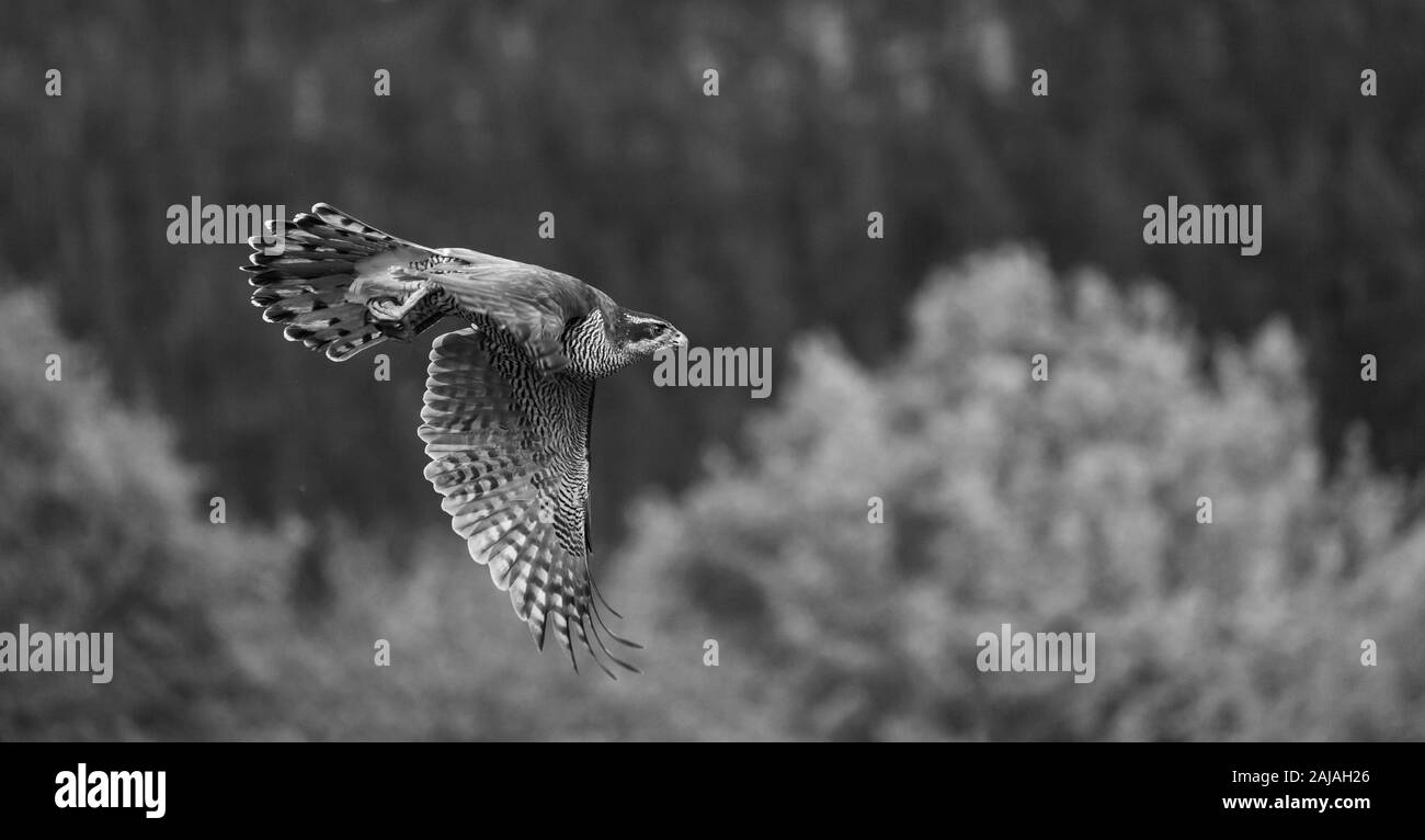 L'Autour des palombes (Accipiter gentilis) Banque D'Images