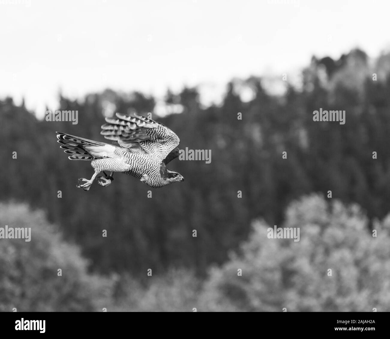 L'Autour des palombes (Accipiter gentilis) Banque D'Images