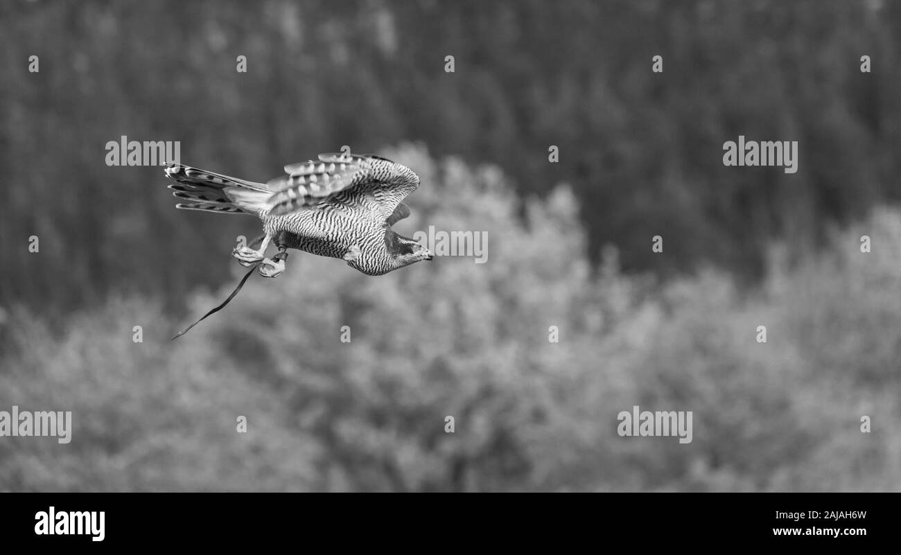 L'Autour des palombes (Accipiter gentilis) Banque D'Images