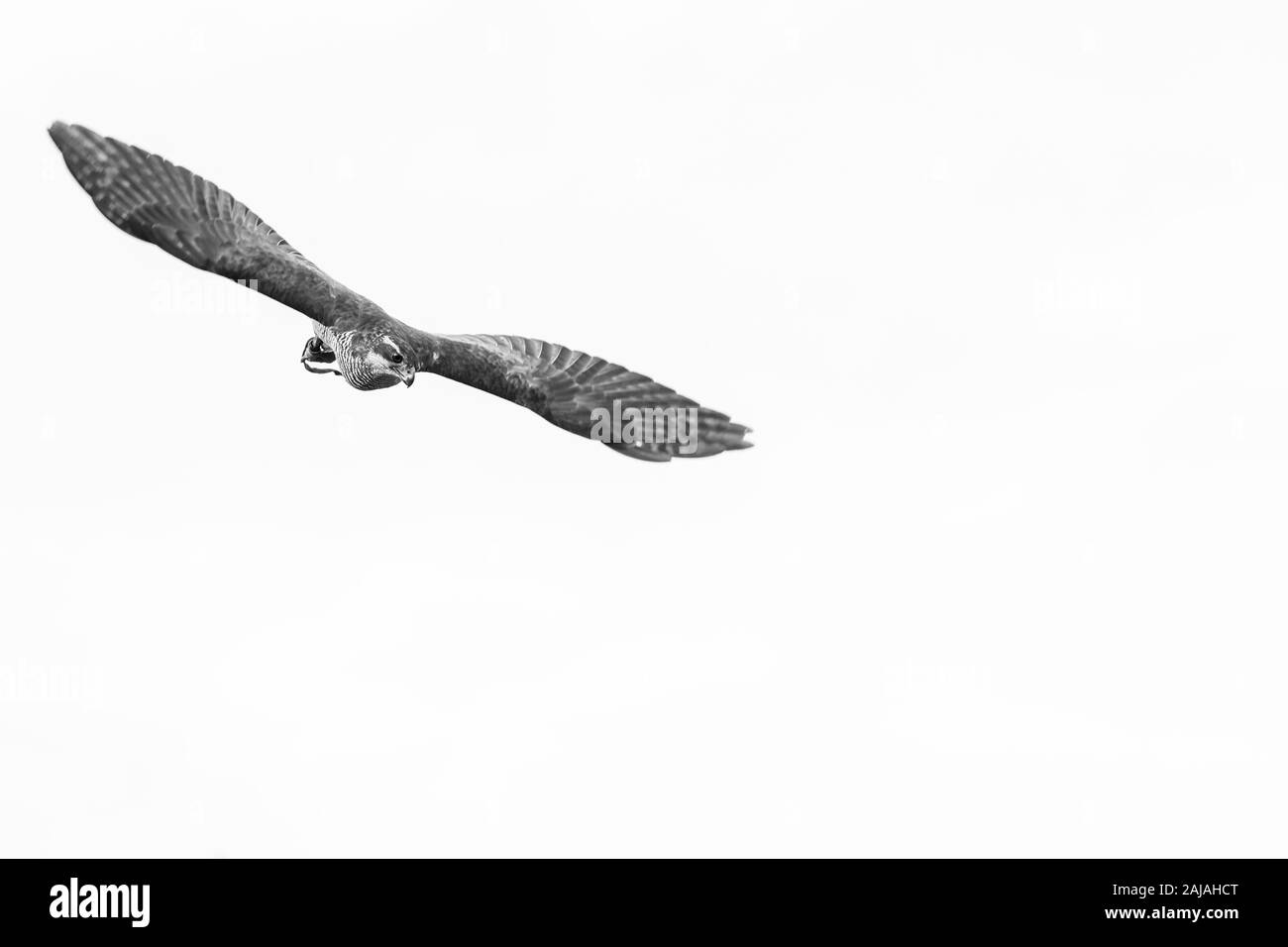 L'Autour des palombes (Accipiter gentilis) Banque D'Images
