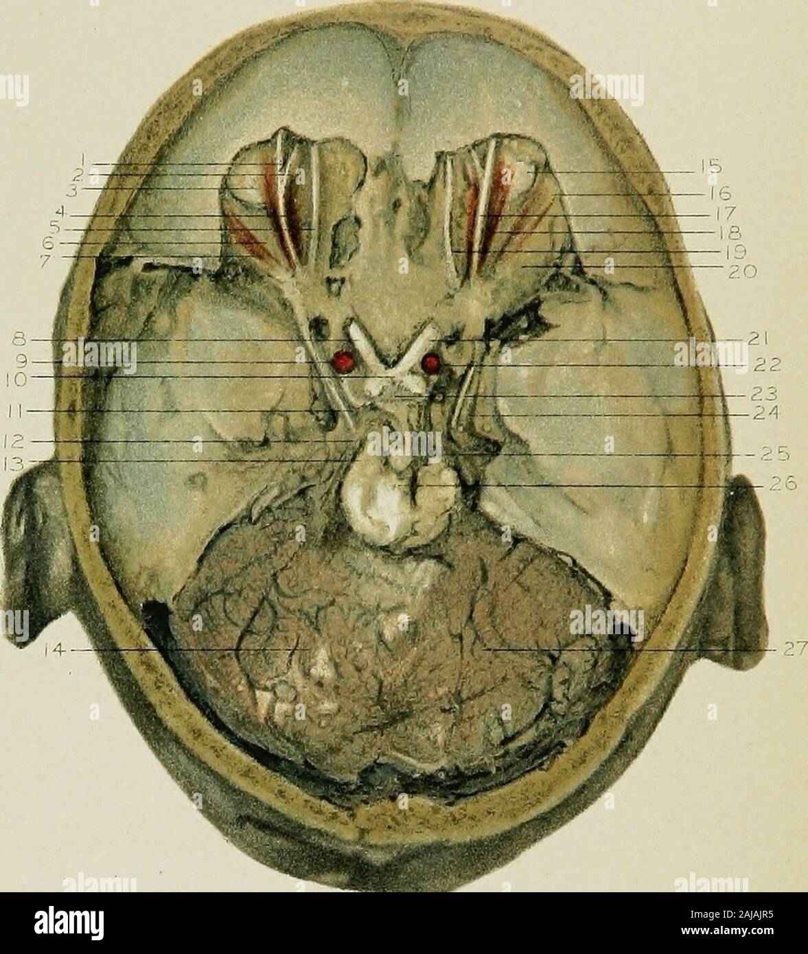 Anatomie régionale dans son rapport à la médecine et chirurgie . ^^ » rvi 1 un Banque D'Images