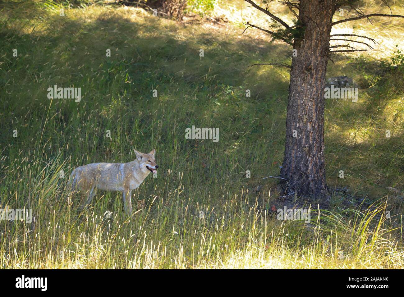 Coyote dans le Parc National de Yellowstone, Wyoming Banque D'Images