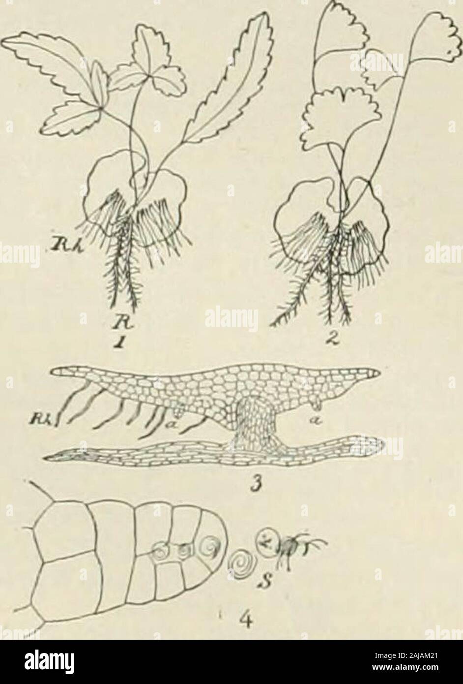 Le siècle dictionnaire et cyclopedia ; un travail de référence universelle dans tous les services de la connaissance, avec un nouvel atlas du monde .. . Thalamu. !. Cf. epWwlami-um. ] Un morceau écrit pour célébrer un mariage;une epithalamiura. Un Spousall Prothalamion, ou des vers, faite par EdmundSpenser. Speiuter, Prothalamion (Titre). Quand prothalnmions praisd dayWherein heureux qu'nnitchd avec Dudley grand noble gris. Drayton. Lady Jane Grey à Lord Dudley. prothalles, . Pluriel de ;"o//("H".5. prothallia, ". Vlnml ot pro tli néant en m. prothallic thalik (pro-), (/. [&Lt ; prothalti-nm  +-((•.] à chaud., ou concernant t Banque D'Images
