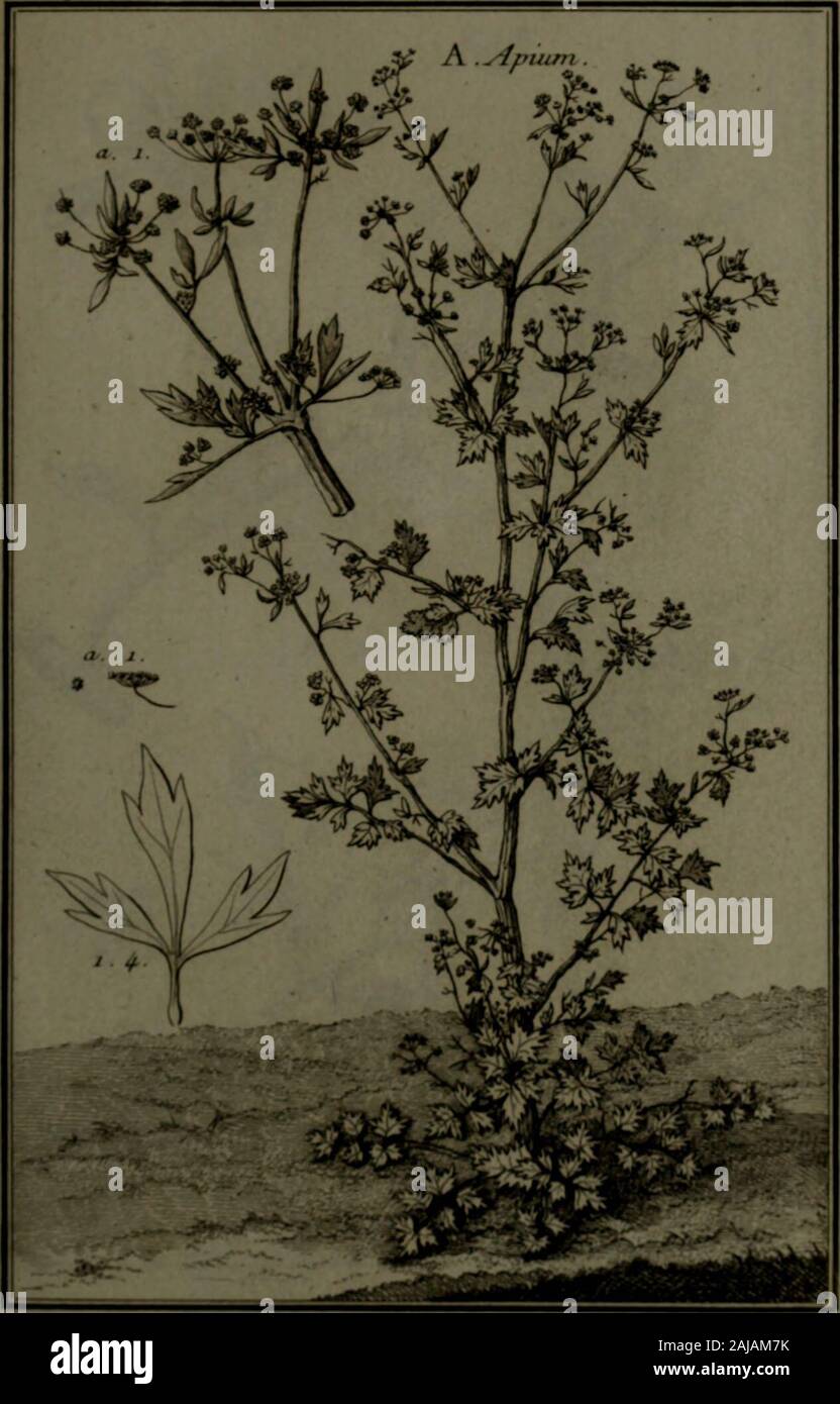 Description, vertus et usages de sept cents dix-neuf plantes : tant étrangeres que de nos climats ; et de cent trente-quartre animaux, en sept cents trente planches, gravées en taille-douce, sur les desseins d'après nature, de M de Gersault, par MM. de Fehrt, Prevost, Duflos, Martinet, &c et rangées suivant l'ordre du livre intitulé Matière médicale de M Geoffroy .. . PI 14^. Banque D'Images