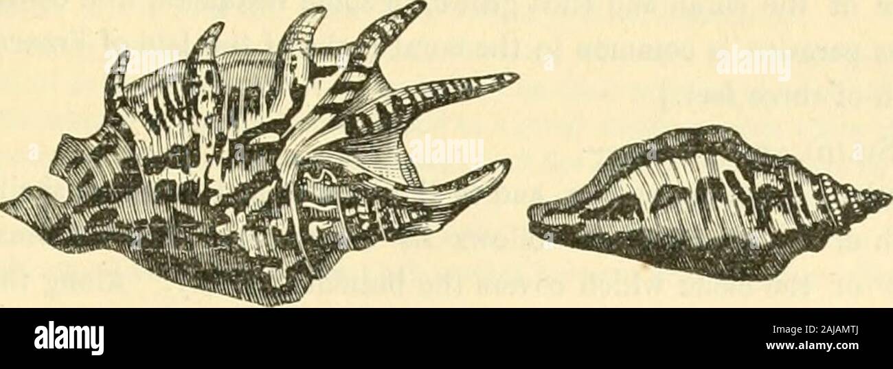 Le règne animal distribué d'après son organisation : la formation d'une histoire naturelle des animaux et d'introduction à l'anatomie comparée . député. Turbinella, Lam., sont également dotés d'un canal droit, sans varices, reconnaissable à avoir [cinq] fromthree à d'éminents, comprimé, plis transversaux, tout près de la même taille, près du centre de la columelle,et qui se rapproche de l'Volutae conique : en effet, elles diffèrent seulement par l'élongation supérieure d'thesyphonal canal, [et en ayant un opercule, ainsi qu'un épiderme piéger quelqu'un]. Le Strombusid Sirombus^ (, Linn.)-représentent Banque D'Images