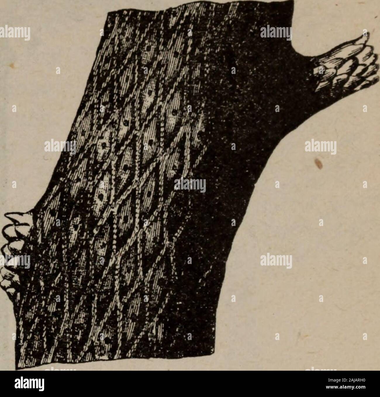 Le Retour De Rocambole