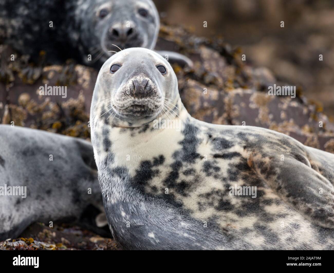 Une colonie de phoques gris, Halichoerus grypus, se prélassant sur le rocher au Iles Farne, Northumberland, un sanctuaire de faune protégées. Banque D'Images