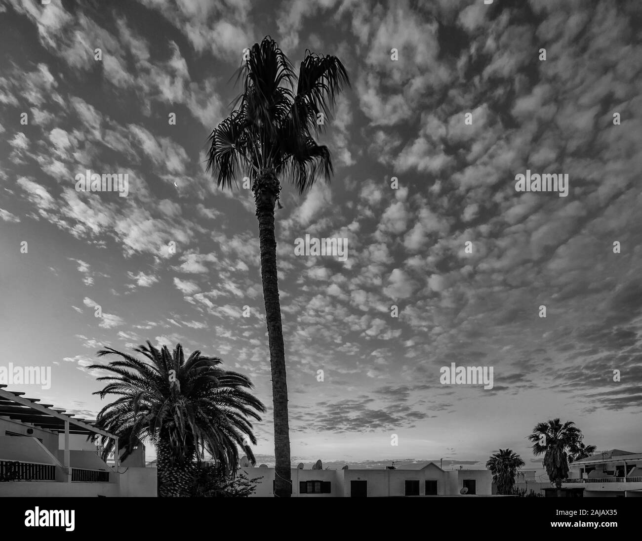 Un ciel dramatique avec des moutons de nuages et lune dans un endroit tropical, Îles Canaries, Espagne Banque D'Images Un ciel dramatique avec des moutons de nuages et lune dans un endroit tropical, Îles Canaries, Espagne Banque D'Images