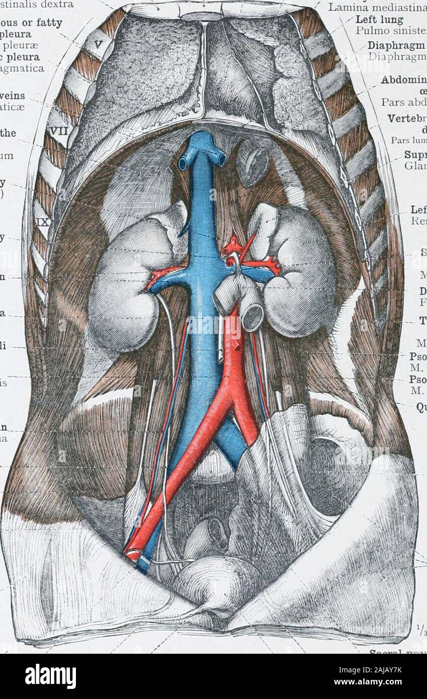 Un atlas de l'anatomie humaine pour les étudiants et les médecins . phragmatica liepaticae les veines hépatiques Vv. thediaphragm^ tendon central d'tendineumdiaphragmatisCceliac cceliac Centrum artère(axe A, cttliaca arteryA mésentérique supérieure. mesenterica superior et de l'artère rénale veinA. et V. rénale veine cave inférieure chyli Receptaculum C. cava Cisterna chyliAbdominal aortaAorta abdominalis corps du sternum, ou gladiolus corpus sterni mediastinale anteriusPericardial pleuraPleura mediastinumCavum antérieur gauche periLardiaca mediastinumLamina mediastmalis la couche d'sinistraLeft lungt bonnefoy sinis Banque D'Images