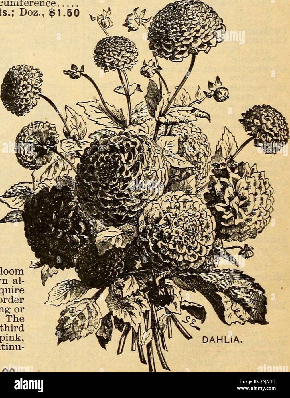 Annuel des semences . D. M. FERRY & catalogue descriptif de la SCC. 9J : ^•^ %. m TW W V^^ ^^ J MI ^^ ^^ lias fleurs acquise plus rapidement en faveur du public, à l ?  ? I -^ ^ J ? Je fl ? I I I ^^^ plus du grand mérite intrinsèque de tne fleur, il facile Ls W M I J^/^ ^ J W m W m L^ ^ ^ %té o/ culture, et bloorns librement. La culture est très sim-^^ ^^ *-* ^^^ ^^ pie. Ils prospèrent dans presque n'importe quel bon sol, sauf une argile raide, exigent la pleine lumière, et ne sont liés à des blessures dues à une position de fumier. Les bulbes de plantes de 6 à 9 pouces, ayjart largeones les quatre pouces, et les petits deux pouces de profondeur. Faire une Banque D'Images