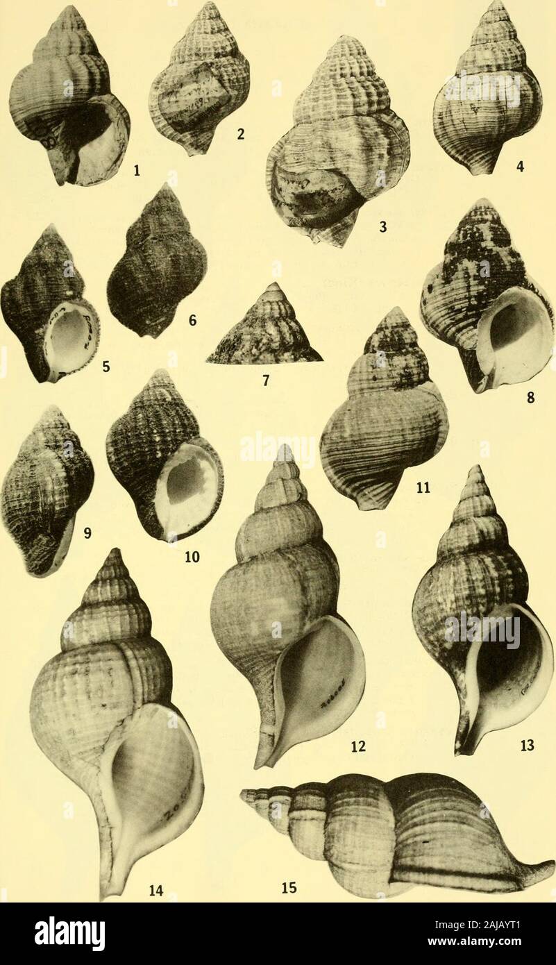 Bulletins de la paléontologie américain . 2cm de haut). (Berry Colin.) 9,10. Priene scabra (roi)   512 spécimen dans la collection de la Station Marine de Montemar, Vina del Mar, au Chili. Ces dernières, la baie de Valparaiso, Chili. Vues de côté le bord,petit spécimen présentant une notchand excurrente plissées typique ; Aperture 5.8 cm (hauteur). 11. Priene scabra (roi) 512 9982 LSJU/. Ces dernières, Talcahuano, Chili. Abapertural vue.(6,9 cm. de haut). (Berry Colin.) 12,15. Fusitriton cancellatus murrayi (Smith) 480 USNM 206005. Ces dernières, Agulhas Bank, au large de l'Afrique du Sud.shell indiqué à voir et vivre aperturale ; 9,5 cm (position haute). Cf. scul Banque D'Images