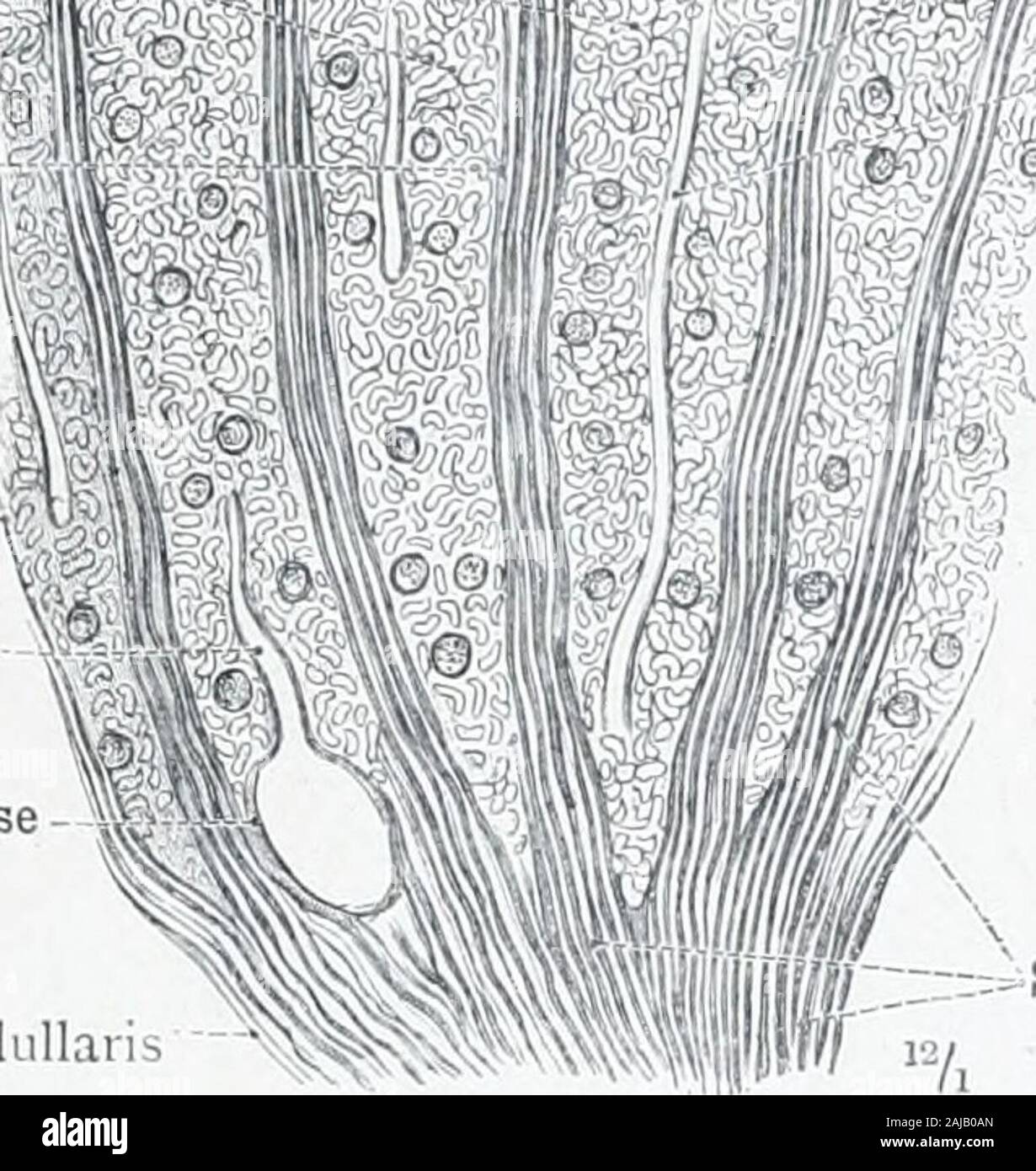 Un atlas de l'anatomie humaine pour les étudiants et les médecins . -;3, tubules alambiqué ,&gt ;} renalcs Tubuli contorti -- ^^ corpuscules de Malpighi (.&Lt ;.ir[uiscula renis (Malpighii) ou radiateartery Interlobulaires/ ^ interlobularis A. Banque D'Images