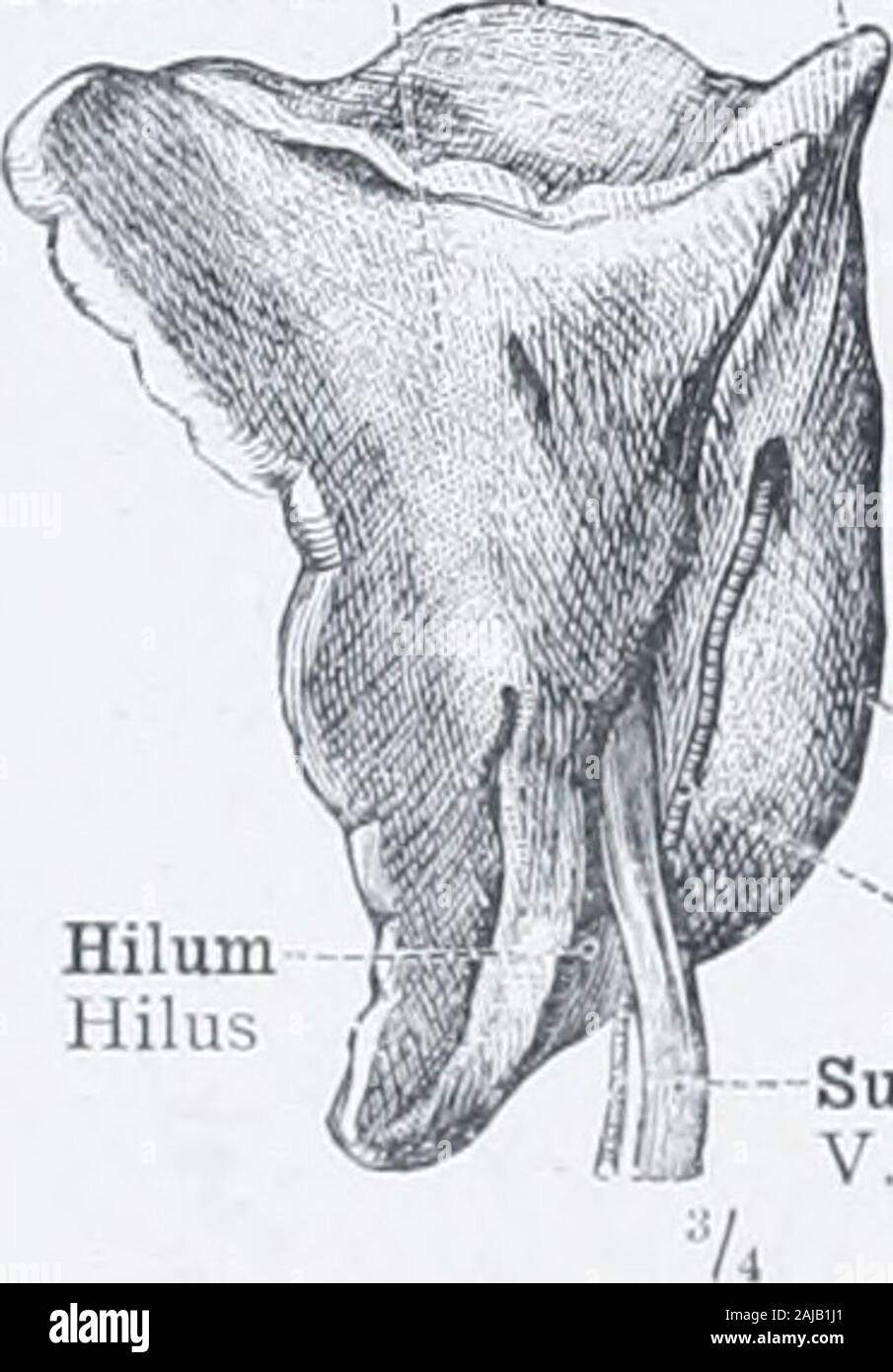 Un atlas de l'anatomie humaine pour les étudiants et les médecins ...