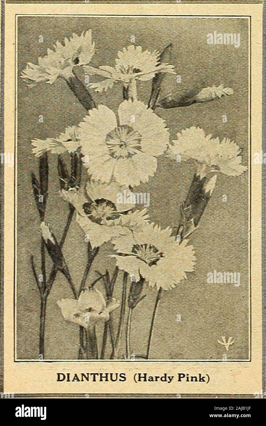 Vaughan's seed store . DELPHINIUM-Médaille d'hybrides. 515951605161516251635164516551685169 Hardy (DELPHINIUM Delphinium) Quelques plantes sont tellement beau dans le jardin comme Larkspurs ces plantes vivaces. Il y a beaucoup de culture speciesin mais les plus importants sont les hybrides de grande taille qui nous tiennent une grande aDdup assortiment à jour y compris le très plus récent. (Espèces). Floraison de juin à août. -Cashmerianum. En 15. Son port nain, arrondi des épis terminaux de bleu foncé. Pkt. 15c -Caucasicum. En 18. Magnifique Ciel bleu. Y % oz. 20c Pkt. 10c -Chinense (bleu). 2 ft. Ramification d'un bleu pur dans les pointes de nain. Ver Banque D'Images