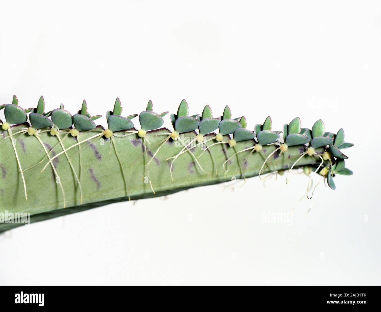 Mexican Hat plant / Mère de milliers (Bryophyllum daigremontiana Kalanchoé / diagramiontianum) avec les plantules sur feuille, fond blanc. Banque D'Images