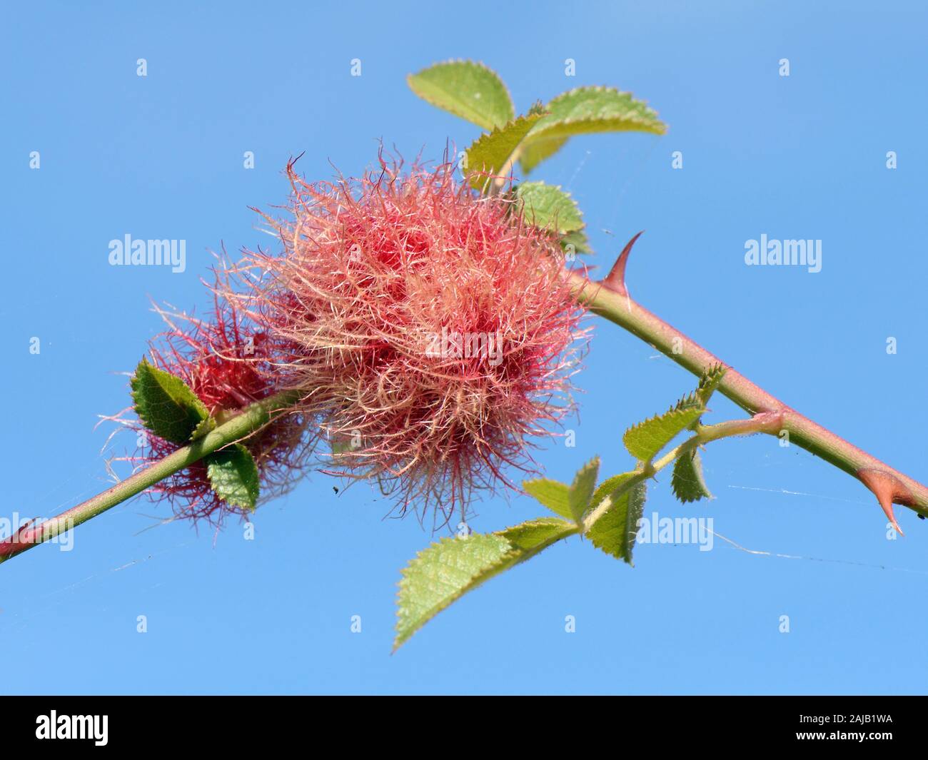 Robin's pincushion gall sur Dog rose (rosa canina) la tige causé par l'Bedeguar gall wasp (Diplolepis rosae), Wiltshire, Royaume-Uni, septembre. Banque D'Images