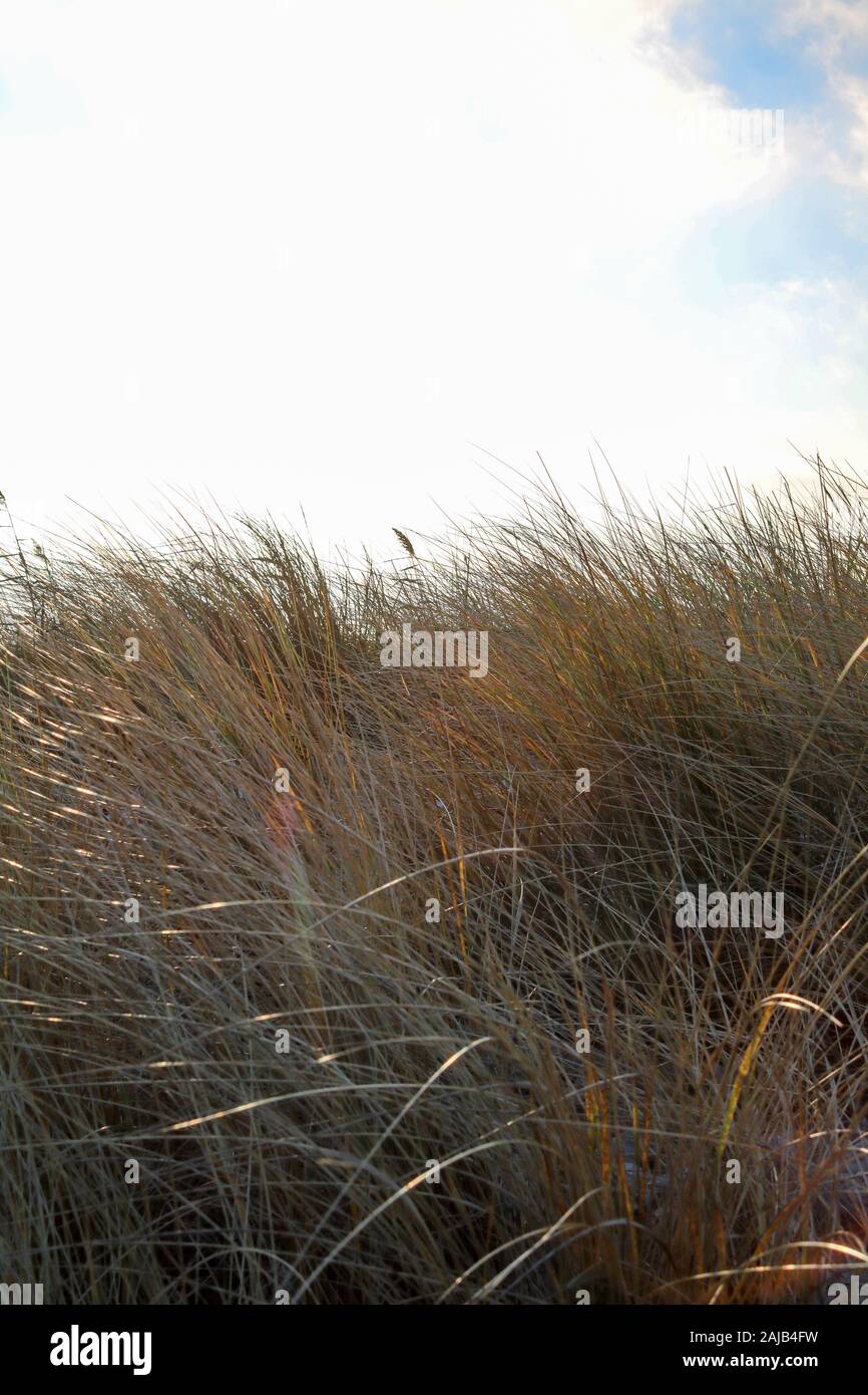 Plage herbe dans les dunes au coucher du soleil, Hohwacht, Allemagne Banque D'Images