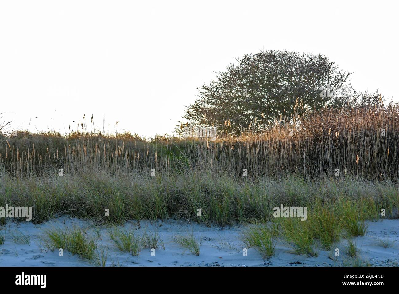 Plage herbe dans les dunes au coucher du soleil, Hohwacht, Allemagne Banque D'Images