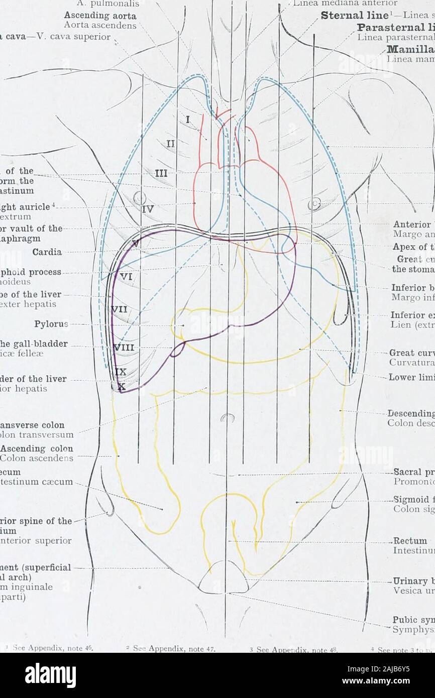 Un atlas de l'anatomie humaine pour les étudiants et les médecins . ree lobes de l'orgue. Theother organes vu dans la section sont : le lobe droit du foie, de la vésicule biliaire, l'rightkidney, et des parties de l'ordre croissant et côlon transverse, qui est modérément augmenté.La flexion supérieure *du duodénum est également indiqué, son droit (convexe) mur apparaissant dans la section. Anatomie topographique du poumon droit et des viscères dans la partiesupérieure la cavité abdominale. 486 ANATOMIE TOPOGRAPHIQUE DES viscères thoraciques ou abdominaux Pu-monary arteryA. pulmonalisAscending ascende aorte aorte Banque D'Images