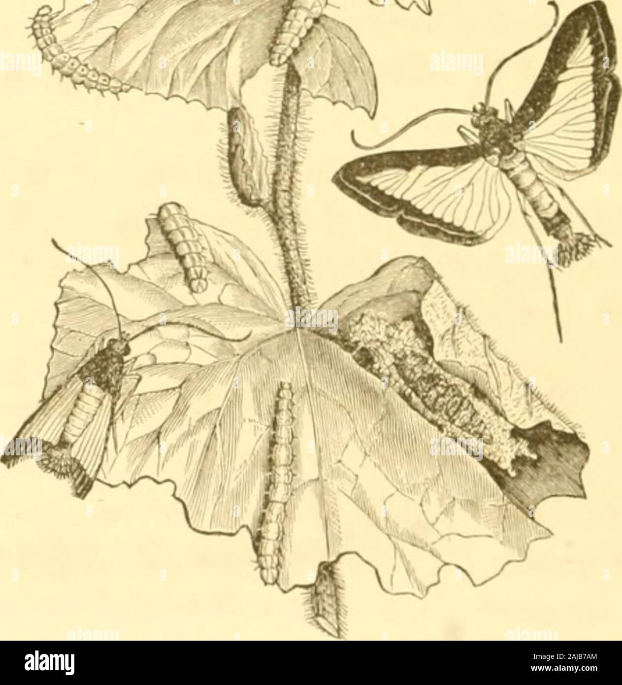 Les insectes nuisibles à l'iridescence étrange . fruits, bordées de noir, et qu'ils mesurent, une fois développées, environ un pouce de diamètre. Le corps et l'legsare du même, blanc et de l'abdomen une terminatesin brosse une touffe de jjrctty tippedwith couleur chamois, blanc et noir. Le nombre de nichées de cette insectduring l'année n'a pas été définitivement établi ; le winteris adopté dans l'état de chrysalide. Attaquer le FRVIT. .^^7 Remèdes.-Si la première couvée de jeunes les vers se produire avant les melons ont atteint la moitié de leur croissance, en poudre helle-bore mélangé avec de l'eau, dans la proportion Banque D'Images