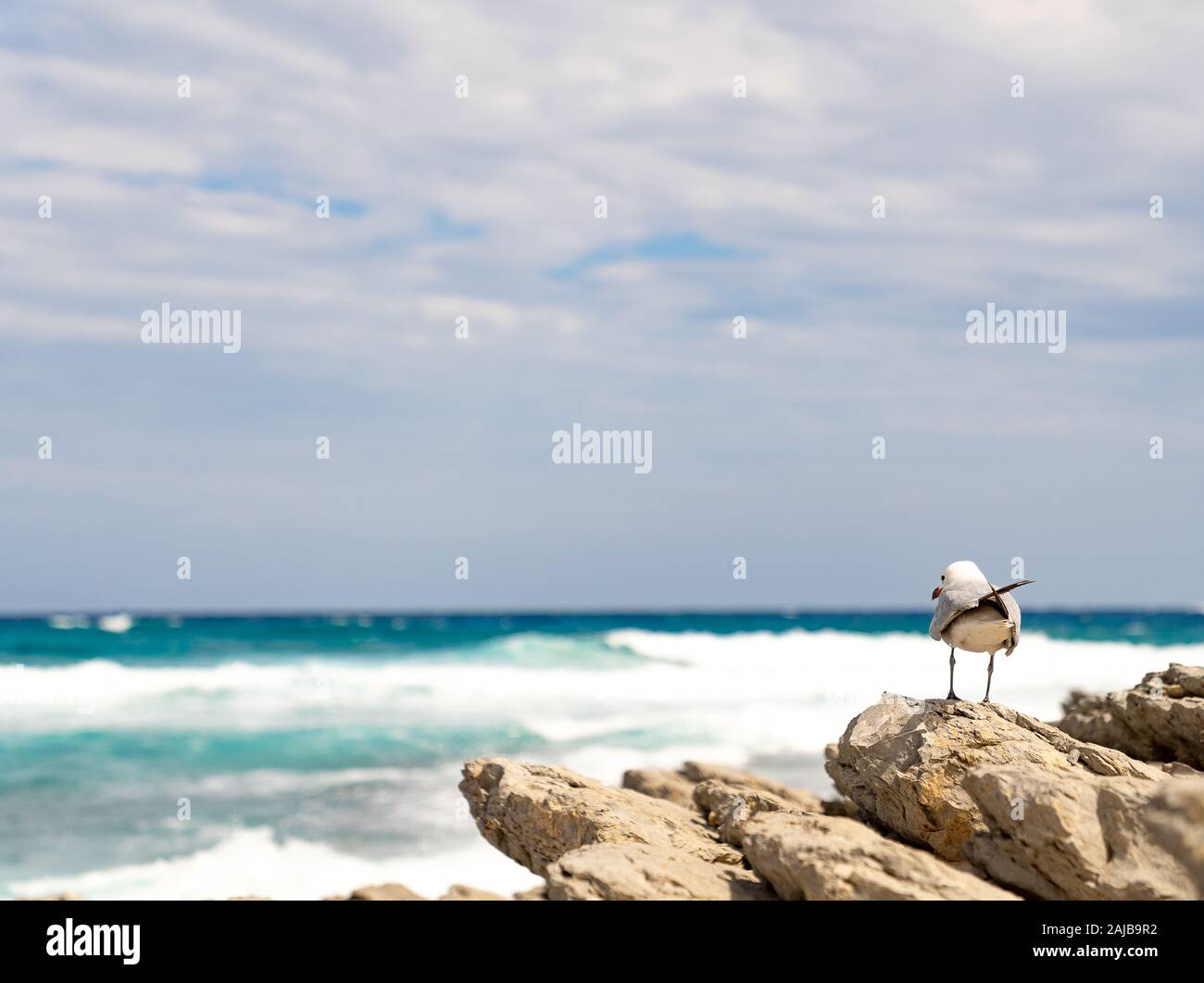 Mouette sur les roches de l'arrière Banque D'Images