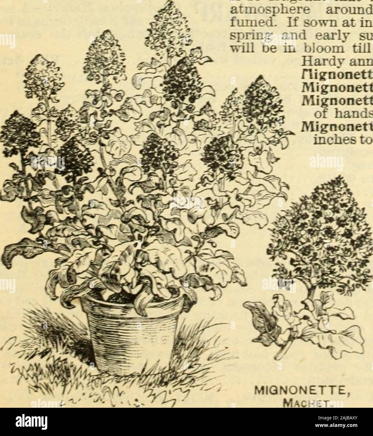 Annuel des semences . Usine à glace. Tagetes Signata pumila, petites fleurs jaune vif ; nain habitude élégant ; excellent pour les frontières ; environ neuf pouces de haut Pkt. MIONOMETTE PTOM UNE annvial bien connu hardy, pro-réduction, semi-denses très spikesof globulaire fleurs odorantes. Afin que l'ITIS parfumé par wholeatmosphere fimied est autour de. Si semées à intervalles inspring et au début de l'été, c'. certaines plantes et curieux pour paniers suspendus, rock,des vases et délignures. Les feuilles et les tiges sont charnues et succulentand s'affichent comme si couvert de glace crys-. Annuel d'offres hiarh remorque : six pouces. Ptom .pkt. Banque D'Images