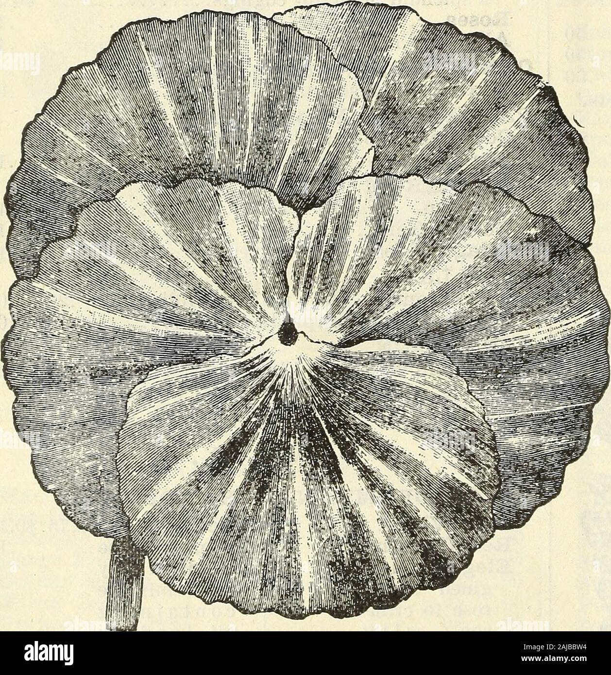 Barnard's wholesale florists' liste de graines bulbes divers articles, etc : édition de printemps 1895 . BARNARDS FLEURISTES mélange. Comprend toutes les variétés d'andAmerican avant introduction, avec une attention particulière à la taille ; andcoloring composé sous notre propre surveillance personnelle.Ni temps ni frais ne sont épargnés pour maintenir lavis de la norme d'excellence accrédités auprès de ce mélange.Recommandé par nos amis fleuriste comme les très beststrain sur le marché. Oz. 7,00 $ ; K oz. 4,00 $ ; M oz..$1,00 ; pkt. 25C. Je pensées. ^.T Bagnots Blotclied superbe. Verybeautiful, très grandes fleurs withvery grandes taches noires ; t Banque D'Images