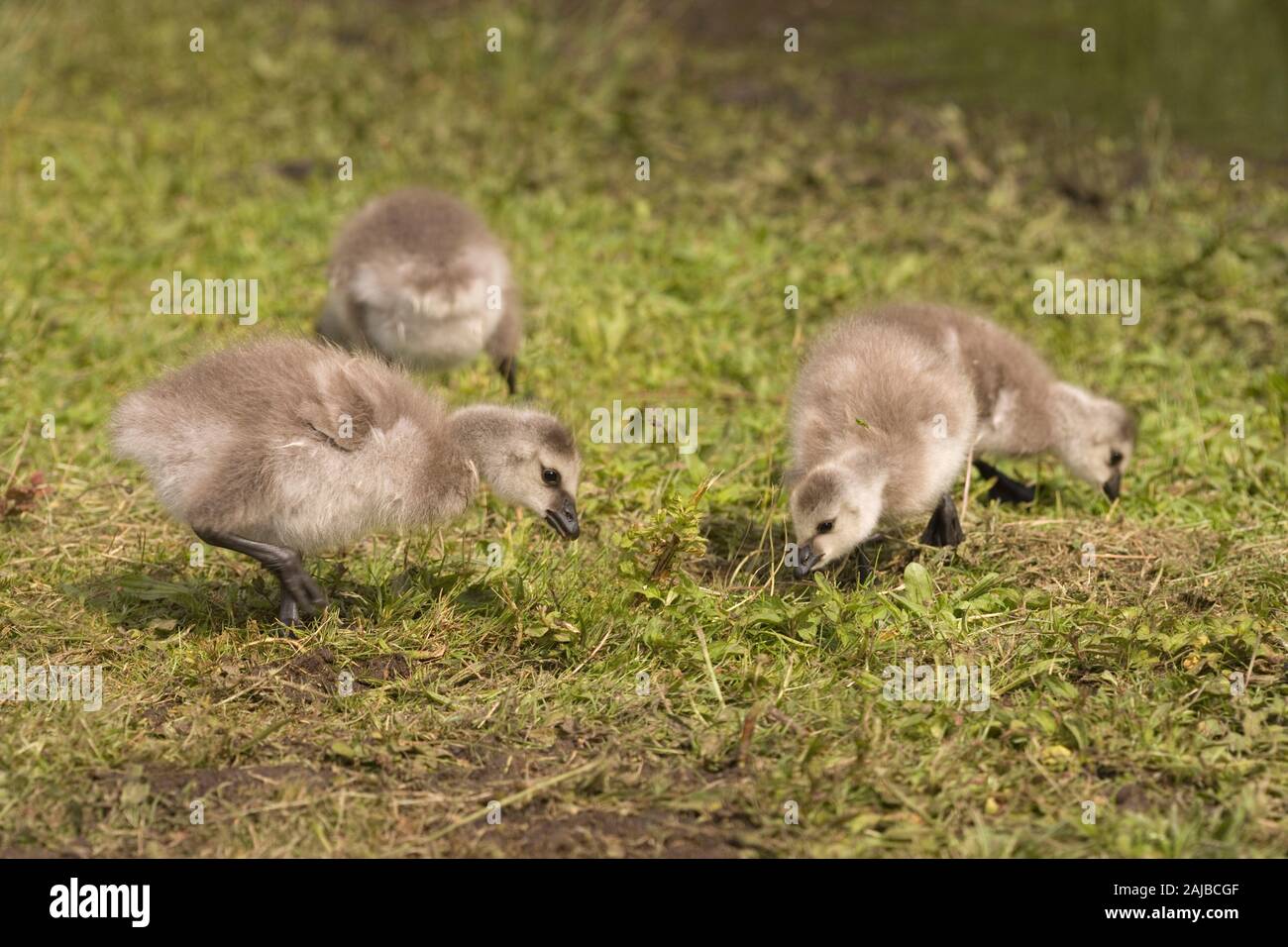 La Bernache nonnette (Branta leucopsis). Les jeunes oisons, c. 6 jours d'âge. Le pâturage. Exemples d'nidifugous ou précoces, les jeunes. Banque D'Images