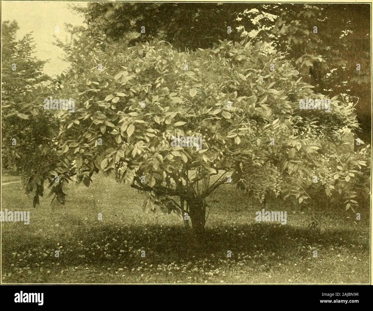Les fleuristes' exchange : une moyenne hebdomadaire d'échange pour les fleuristes, pépiniéristes, les semenciers et le commerce en général . mmsur'fort,et de l'ensemble d'entre eux celle connue sous le nom de B. arborescens,ou l'arbre fort, est le meilleur pour sélectionner aux fins,parce que c'est la plus forte croissance. Il s'agit d'reallythe typique du fort, son nom spécifique étant Buxussempervirens, bien que, singulièrement, ce nom est oftengiven dans les catalogues comme appartenant à la zone edgingkind, qui est B. suffruticosa. Si l'on devait envoyer à l'Europe d'une fourniture de plantes qu'il aurait d'être sûr qu'il est entendu qu'il voulait la grande et rapide Banque D'Images