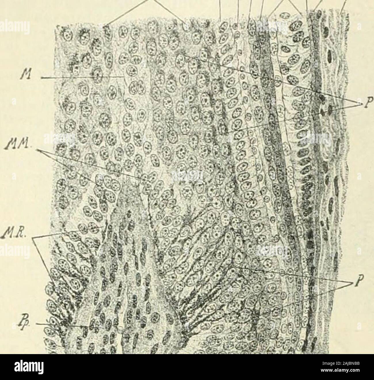 Un manuel de référence de la médecine qui englobe l'ensemble des connaissances scientifiques et pratiques de la médecine et sciences connexes . Fig. 521,5.-Coupe transversale de la partie basale de l'IHE Clou d'un adulte.Modèle endurcis dans Muellers fluide et colorées avec hiema toxvlin-et-éosine. Diamètres 25 agrandie. (Après rabl.j F.Épiderme de mur de l'IHE uail (ALC), Ep. eponychium, N,nail ; .V, matrice de l'ongle : L, longimdinal frontière de la matri.v;yti., lit de l'ongle ; P, perlo.steum : K, l'os ;. ETjh, moelle osseuse. et est remplacé par de nouveaux cheveux. Cette régénération de thehair sur le foetus est continu Banque D'Images