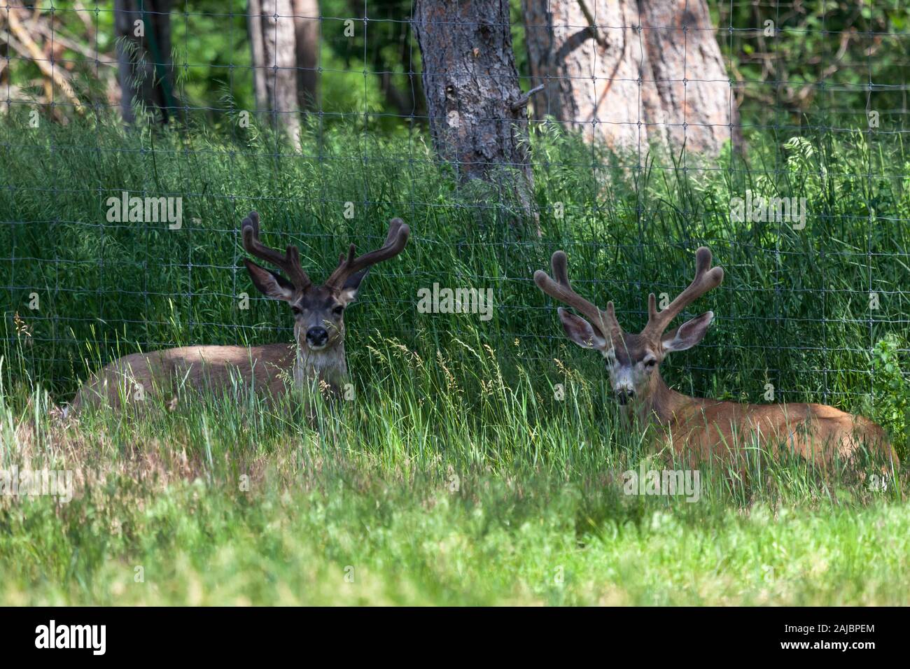 Faire deux cerfs, ou d'argent, avec leurs cornes sur velours de printemps sont à l'ombre de pose à côté d'une clôture dans les hautes herbes. Banque D'Images