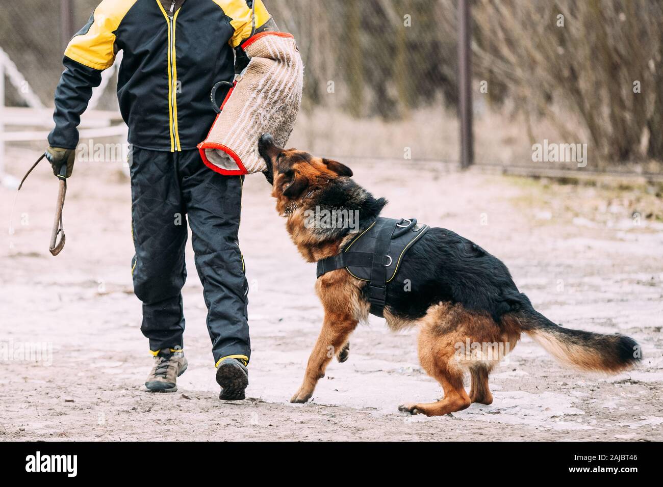 Formation de chien de berger allemand. Chien de mordre. Chien Loup d'Alsace. Deutscher, chien Banque D'Images