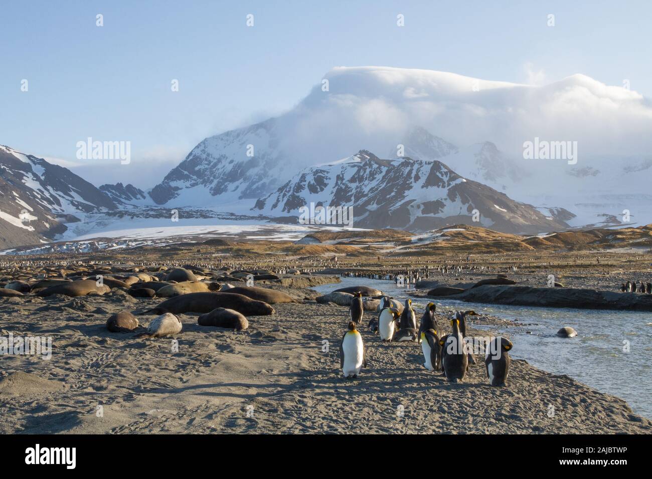 Et le roi éléphant de colonie de pingouins à St Andrews Bay (Géorgie du Sud, l'Antarctique Banque D'Images