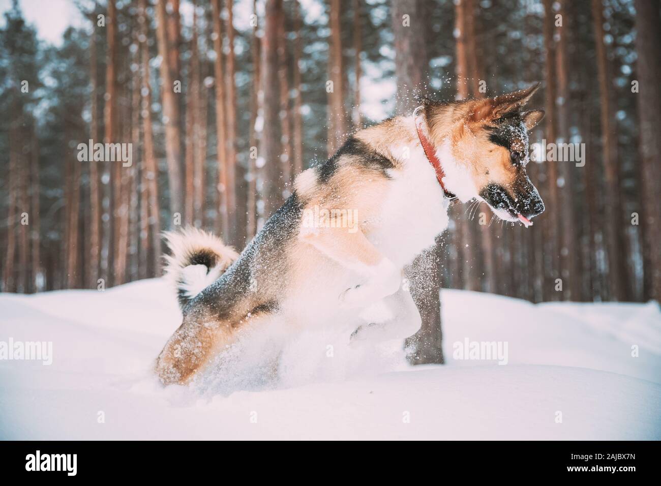 Funny chien jouant dans la forêt enneigée en hiver en soirée. Neige profonde. Banque D'Images