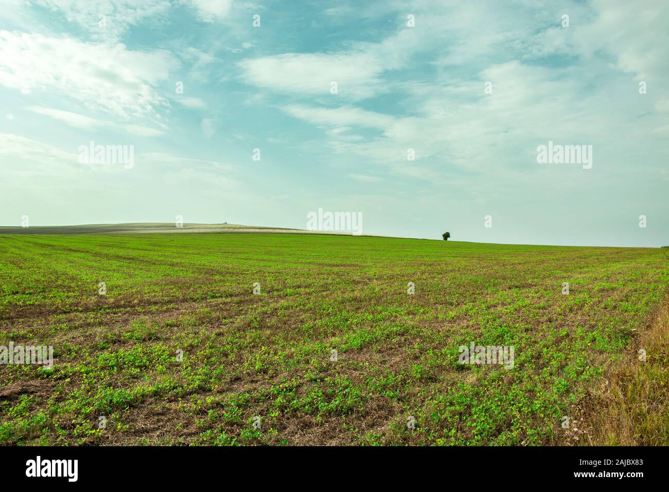 Grand terrain vert, d'horizon et les nuages sur le ciel bleu Banque D'Images