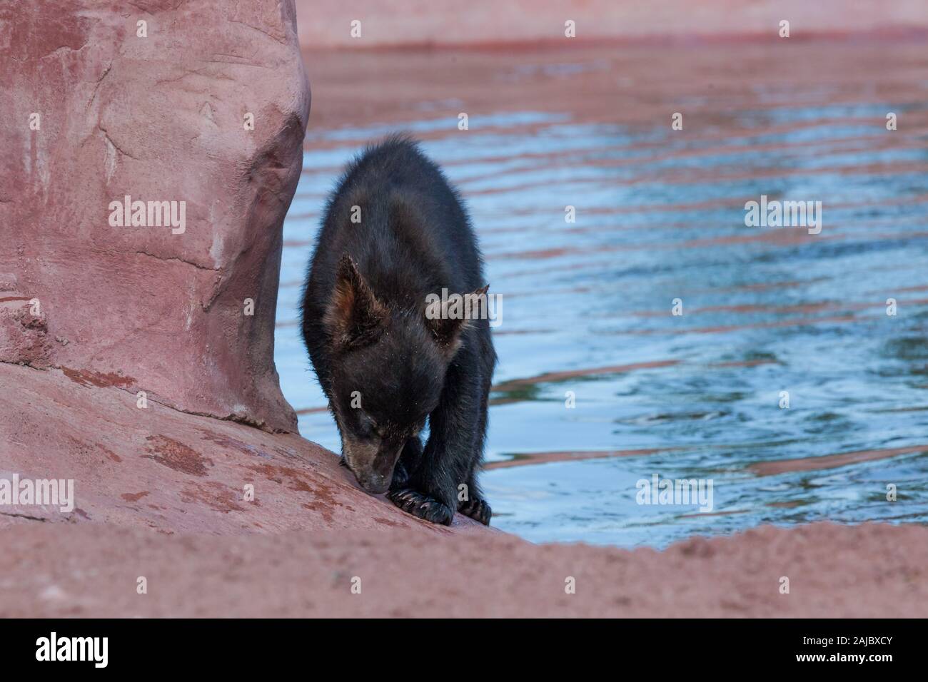 Un Bebe Ours Noir Sent Le Sol Pendant Qu Il Marche Sur Un Rocher A Cote D Un Etang Photo Stock Alamy