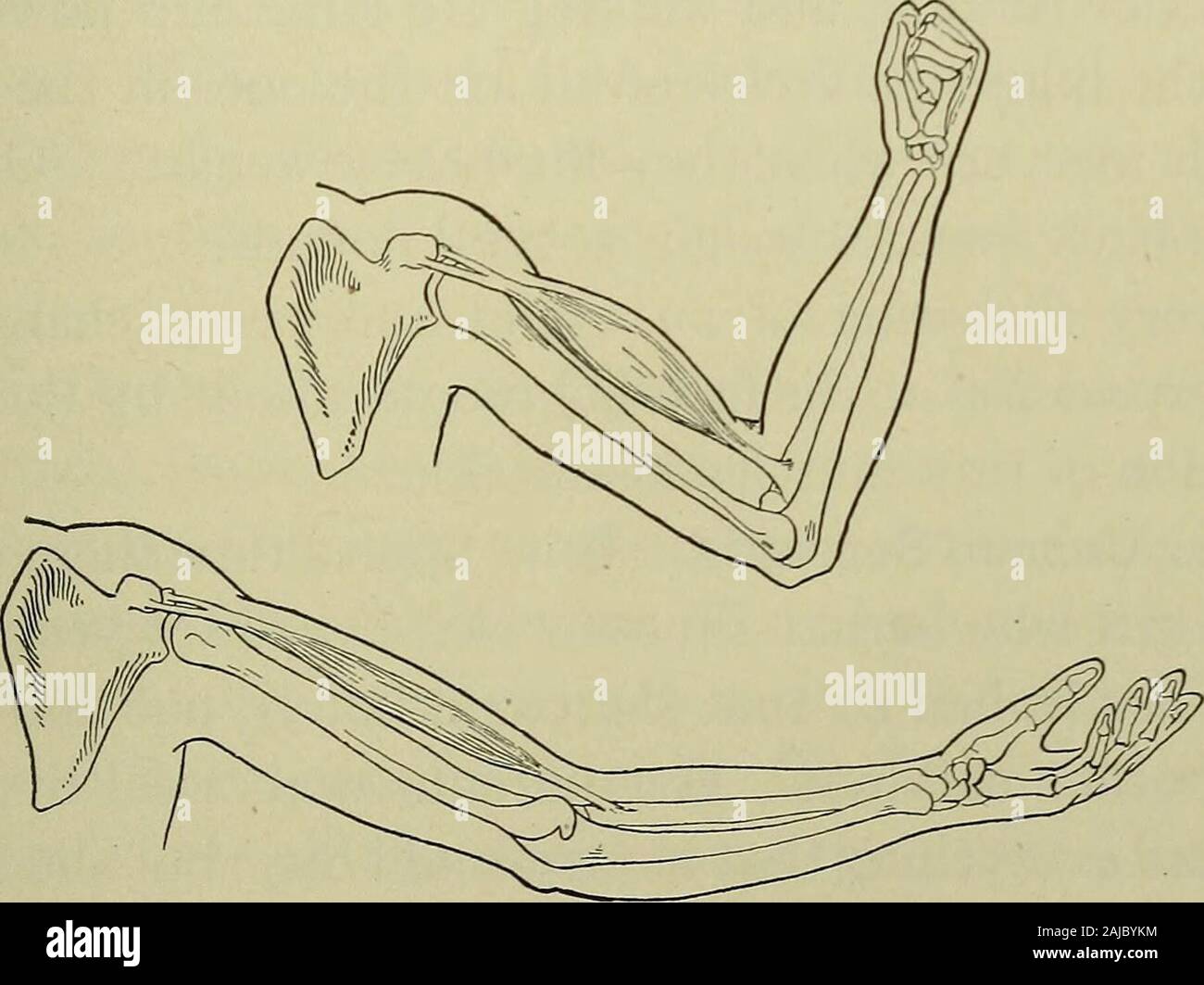 Vie saine . Actes de muscle. La bande élastique, cependant, ne tirez pas sur l'obturateur en tout temps, tout en ourmuscles raccourcir et tirez seulement quand c'est nécessaire mouvement thatsome devrait avoir lieu. La façon dont le muscle bendsthe theelbow à bras est montré dans Fig. 20. Ce gros muscle, qui iscalled le biceps muscle, va de l'épaule downthe longueur du bras supérieur et est fixé sur la partie supérieure de l'avant-bras juste en dessous du coude. Themuscle est en forme d'une fusée, et lorsque le bras n'isstraight, c'est étiré et lâche. Lorsque vous bendyour arm, il devient court et épais, en tant qu'ela Banque D'Images