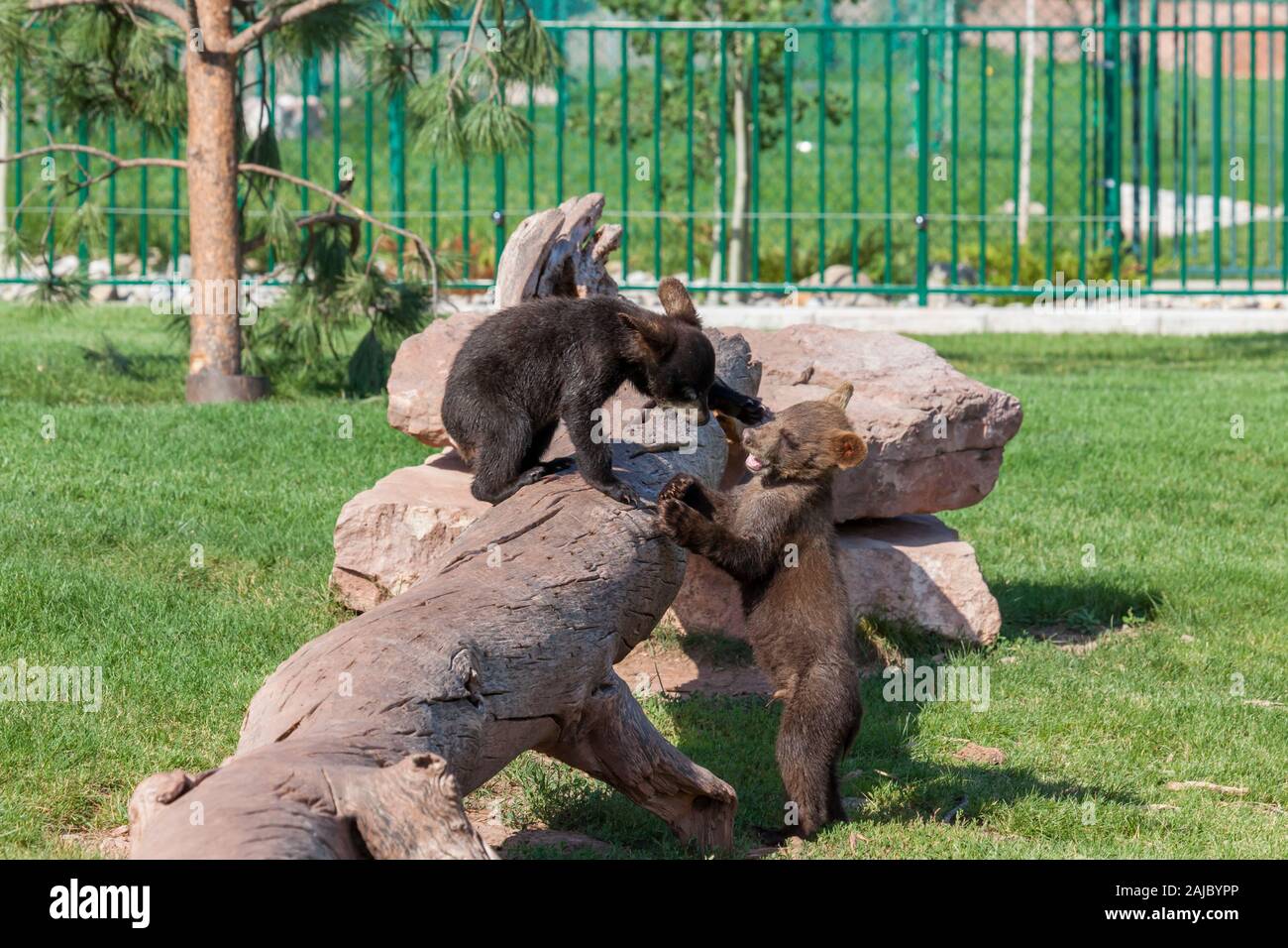 Un bébé ours brun et un bébé ours noir jouant sur un vieux journal morte au soleil dans leur enceinte. Banque D'Images