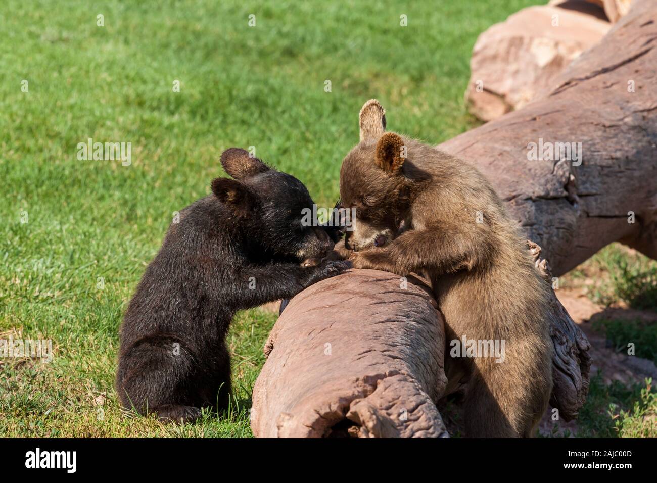 Un bébé ours brun et un bébé ours noir jouant sur un vieux journal morte au soleil dans leur enceinte. Banque D'Images