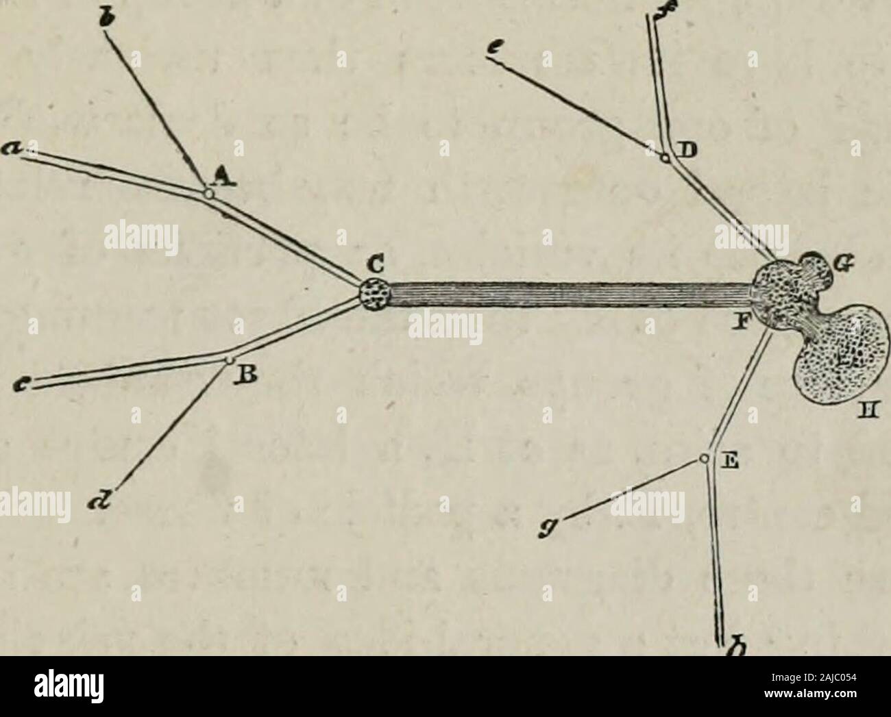 Les principes de la psychologie . o fibres, dont l'un dans chaque cas d'un produit ou d'h, et à partir de c ou d. Cela étant, il y a peut-être formedat C, onze des relations simples et composés : ces quatre LA STRUCTURE DU SYSTÈME NERVEUX. 33 points peut être organisé en six groupes de deux, un h, un c, un d,il, h d, c d ; en quatre groupes de trois, h a c,h un d, a c d, c h d;et en un groupe de quatre, un h c d. Par conséquent, à supposer qu'tliecenter C d'être composé de cellules autonomes, ou^ portionsof substance grise solidairement, servant à lier les membres du groupe de l'OOF tlio dans une combinaison, il doit exister au moins Banque D'Images