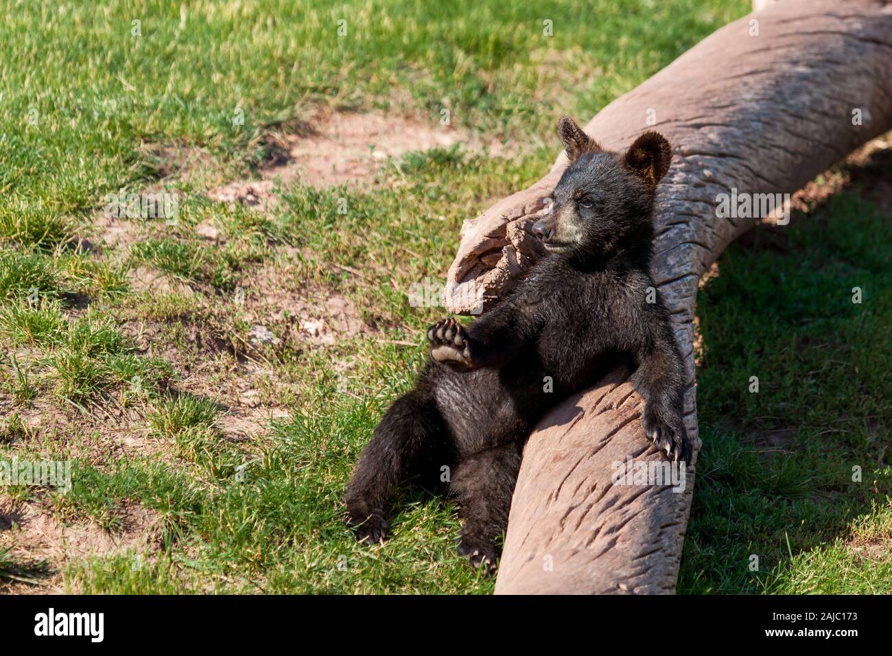 Un drôle de petit ours noir jouer par lui-même sur un vieux journal de mort au soleil. Banque D'Images