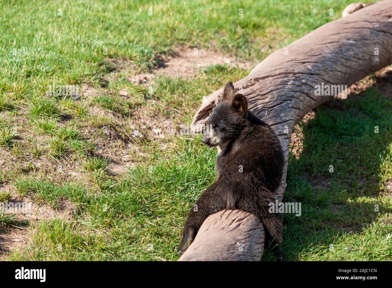 Un drôle de petit ours noir jouer par lui-même sur un vieux journal de mort au soleil. Banque D'Images