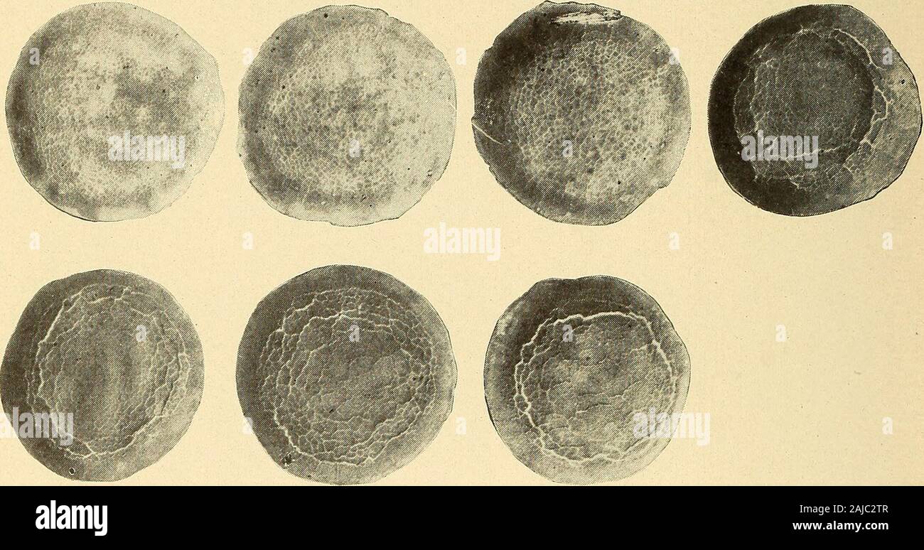 L'action de sels dans l'eau alcaline et de l'eau de mer sur les ciments. . MetalGage élargi# 27Mesh-^ fiche A =6 x 6 feuille B =6x 18 SECTION PLAN Fig. 30.-Diagramme d'essai de corrosion du métal pièces intégrées dans un pouce de la surface cylindrique est plus ou lesscorroded. Où le métal a été placé comme indiqué en Fig. 30a, il est quelque peu à la profondeur n'est pas oxydée d'environ un pouce de thecylindrical, surface et, dans certains cas, l'ensemble du metal est corrodé.Dans le cas de la spirale de renforcement, qui était embeddedwithin environ un pouce de la surface cylindrique, il a été plus ou moins practicallyall corrodés. Alors que le 1 : Banque D'Images