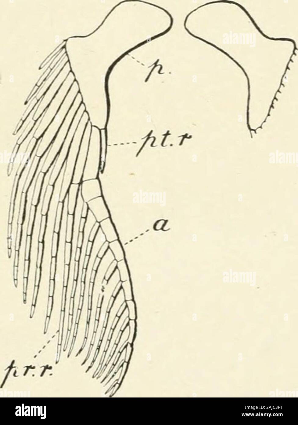 Un traité de zoologie . Fig. 149. De la ceinture pelvienne, PleuracanthusGaudryi Brogn. (De Pinte.Journ. Mia : Sci.). Banque D'Images