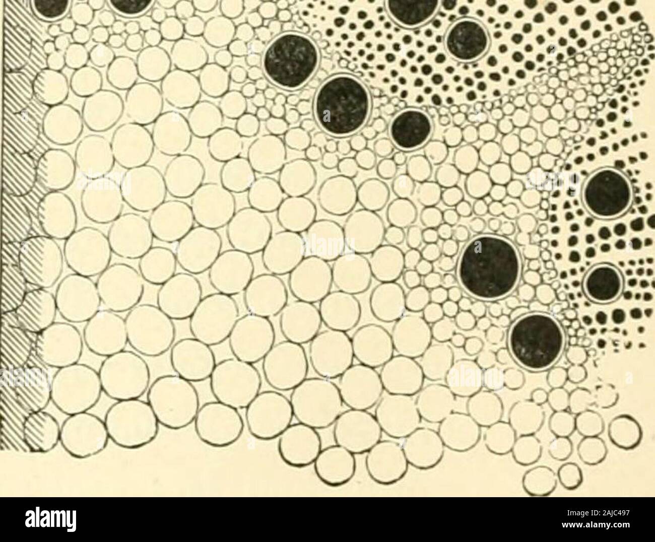 L'histoire naturelle des plantes, leurs formes, la croissance, la reproduction et la distribution ; . ^^J-S^zisJjii^-est. Fig. 4.-des cellules végétales (de Grews Anatomie de plantes). La section longitudinale à travers une jeune semences d'abricot. * La section transversale du pétiole de la sauvage Clary." La section transversale d'une branche de pin. grand nombre de cellules, certaines et certains vides pleine de miel. À partir de ce similaritythe cellulaire à long terme se leva, qui plus tard a été de jouer un rôle si important dans la botanique. Dans les dessins de parties de plantes comme vu sous le microscope la ressemblance à ahoney-comb est très évident ; en effet, il est parfois rathe Banque D'Images